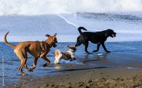three dogs playing on the beach © Ilya