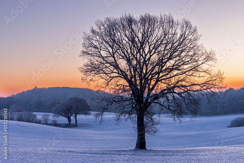 Silhouette of bald tree on a field in snowy winterlandscape at  colorful sunrise, Schleswig-Holstein, Germany © sg-naturephoto.com 