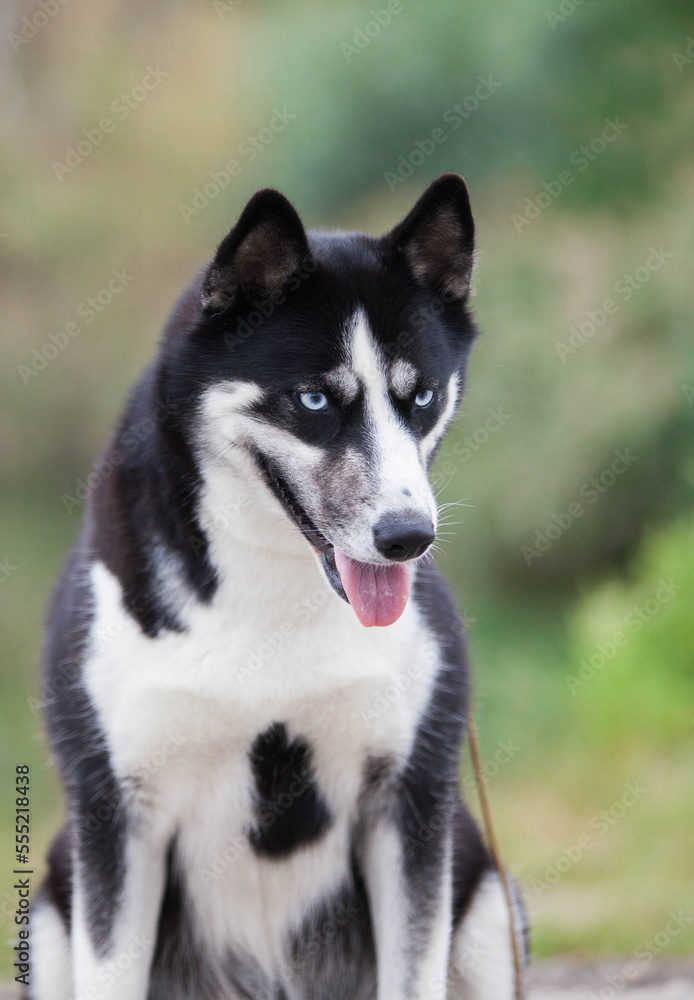 beautiful siberian husky in the park