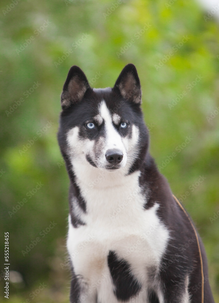 beautiful siberian husky in the park