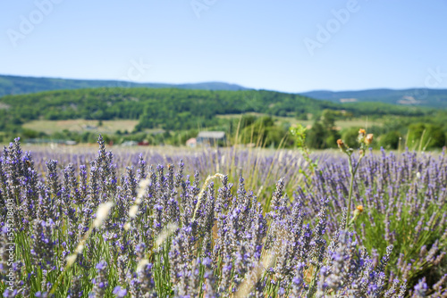 lavender field in Italy