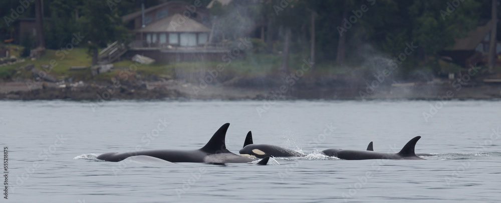 Fototapeta premium orcas 