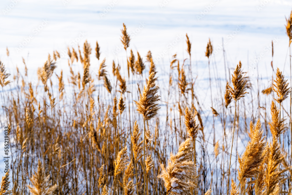 Yellow dried reed on white snow swaying in the wind
