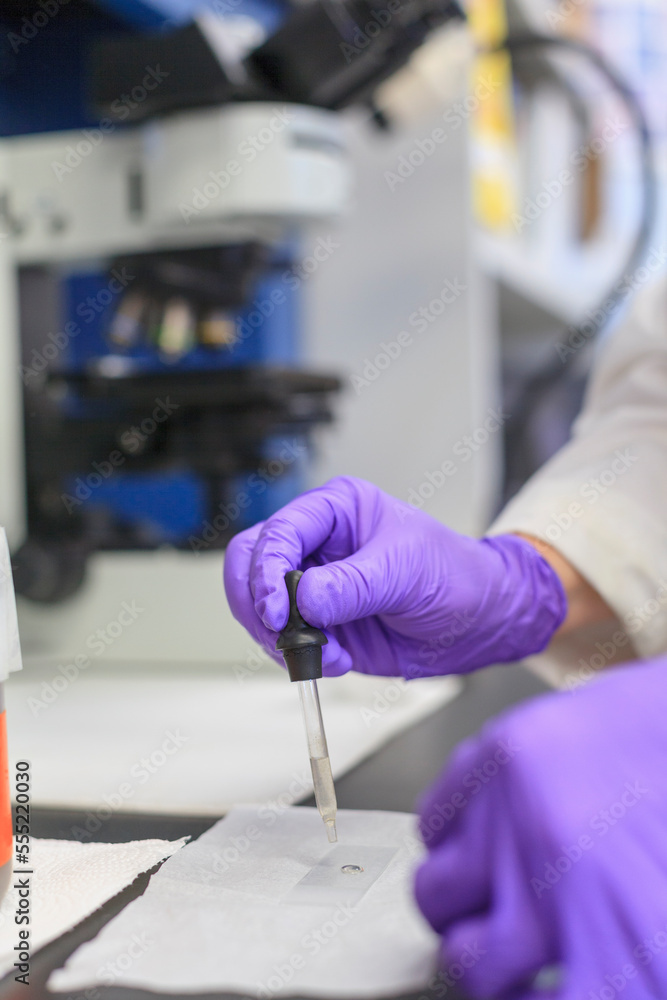Lab chemist placing a small amount of liquid on a slide Lab chemist placing a small amount of liquid on a slide