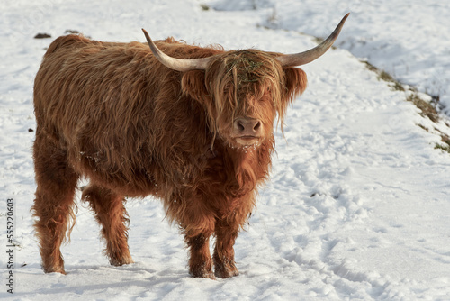 Highland cattle with long horns standing in snow covered field during a sunny winter day