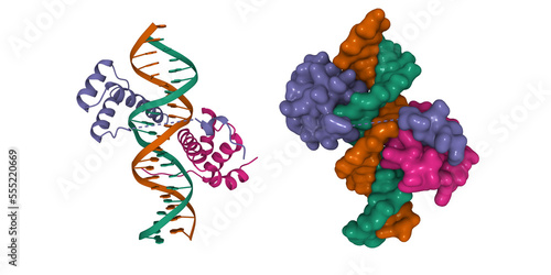 Pbx1, homeobox protein HOX-B1-DNA ternary complex. 3D cartoon and Gaussian surface models, PDB 1b72