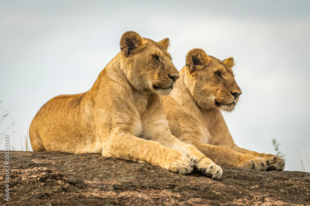 Lionesses (Panthera leo) lie mirroring each other on rock, Cottar's1920s Safari Camp, Maasai Mara National Reserve; Kenya Lionesses (Panthera leo) lie mirroring each other on rock, Cottar's1920s Safari Camp, Maasai Mara National Reserve; Kenya