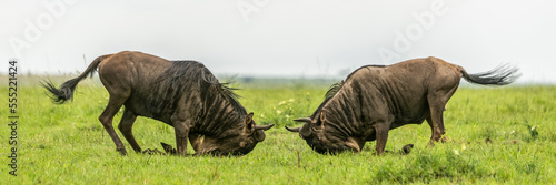 Panorama of two male blue wildebeest (Connochaetes taurinus) fighting, Cottar's 1920s Safari Camp, Maasai Mara National Reserve; Kenya photo