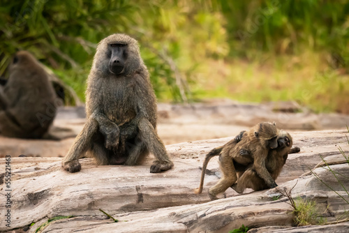 Two young olive baboons (Papio anubis) play by father, Cottar's 1920s Safari Camp, Maasai Mara National Reserve; Kenay photo