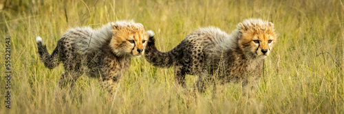 Panorama of two cheetah cubs (Acinonyx jubatus) walking together, Grumeti Serengeti Tented Camp, Serengeti National Park; Tanzania photo