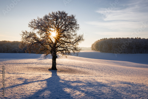 Bold tree on a field in winter with sunstar and impressvive shadow, Schleswig-Holstein, Germany