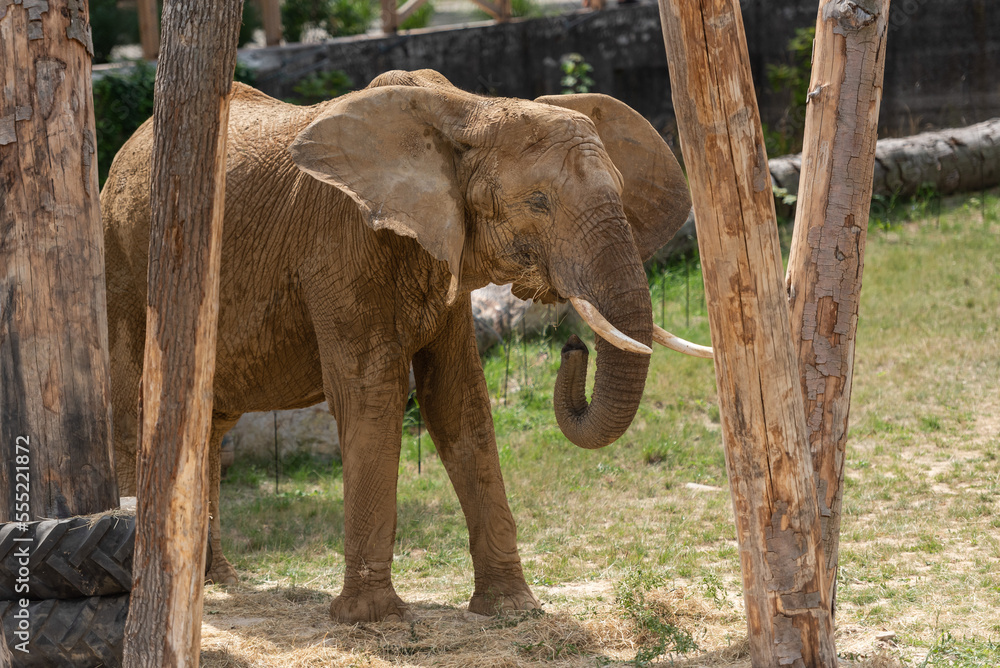 African elephant in the enclosure at the zoo, Bojnice in Slovakia