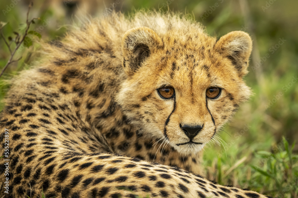 Close-up of cheetah cub (Acinonyx jubatus) lying down staring intently, Cottar's 1920s Safari Camp, Maasai Mara National Reserve; Kenya Close-up of cheetah cub (Acinonyx jubatus) lying down staring intently, Cottar's 1920s Safari Camp, Maasai Mara National Reserve; Kenya