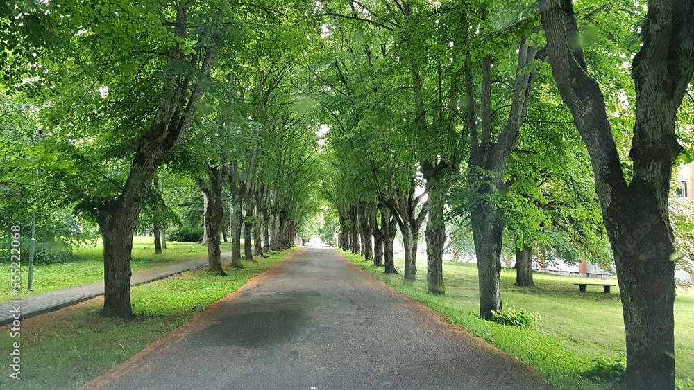 Narrow asphalt road among the alley of green trees in summer