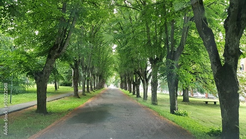 Fototapeta Naklejka Na Ścianę i Meble -  Narrow asphalt road among the alley of green trees in summer