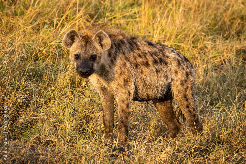Spotted hyena (Crocuta crocuta) stands looking straight at camera, Cottar's 1920s Safari Camp, Maasai Mara National Reserve; Kenya Spotted hyena (Crocuta crocuta) stands looking straight at camera, Cottar's 1920s Safari Camp, Maasai Mara National Reserve; Kenya