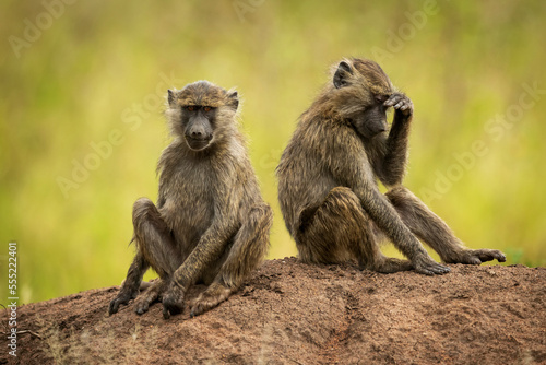 Two Olive baboons (Papio anubis) sit on earth bank, Grumeti Serengeti Tented Camp, Serengeti National Park; Tanzania photo