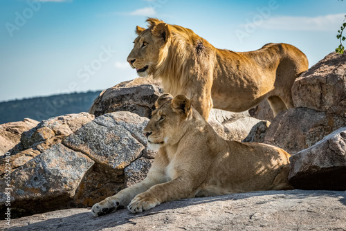 Male lion (Panthera leo) stands behind lioness on rock, Klein's Camp, Serengeti National Park; Tanzania photo