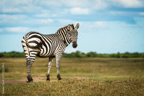 Plains zebra (Equus quagga) stands on bank looking round, Grumeti Serengeti Tented Camp, Serengeti National Park; Tanzania photo