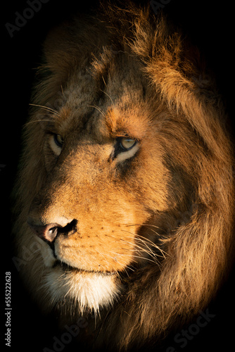 A male lion (Panthera leo) lies with its head bathed in the golden light of dawn. It has a big mane and is staring into the distance,Klein's Camp, Serengeti National Park; Tanzania photo