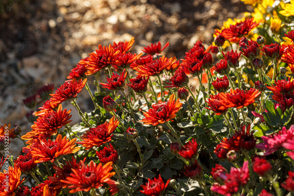 beautiful bushes of chrysanthemum flowers red colors beautiful bushes of chrysanthemum flowers red colors