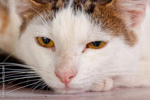 beautiful white cat lies with toys close-up photo