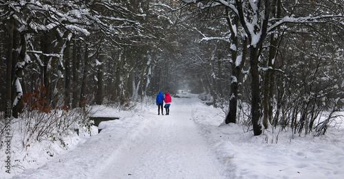 A walk in a snowy forest alley ... © Koliber