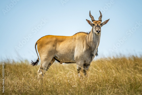 Portrait of male common eland (Taurotragus oryx) standing in the long grass on the savanna; Tanzania photo
