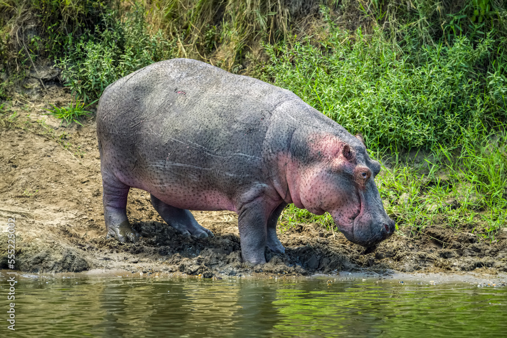 Hippo (Hippopotamus amphibius) standing on muddy riverbank next to the water on a sunny day; Tanzania Hippo (Hippopotamus amphibius) standing on muddy riverbank next to the water on a sunny day; Tanzania