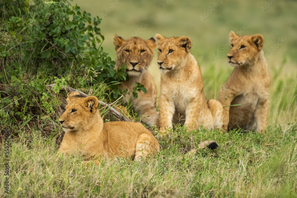 Four lion cubs (Panthera leo) lying and sitting on the grass; Kenya Four lion cubs (Panthera leo) lying and sitting on the grass; Kenya