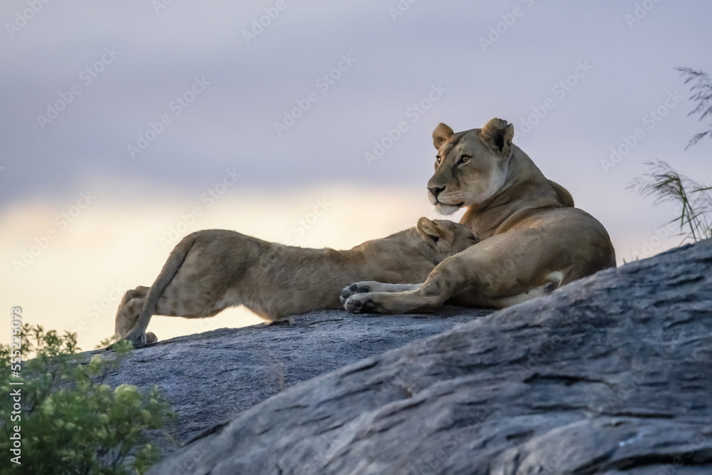 Lioness (Panthera leo) nursing cub on rock at dusk; Tanzania Lioness (Panthera leo) nursing cub on rock at dusk; Tanzania