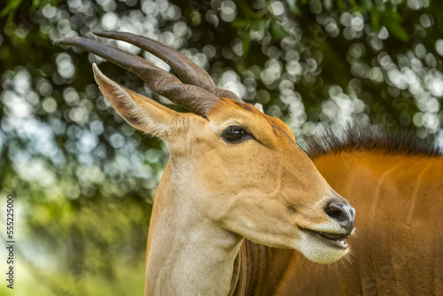 Close-up portrait of common eland (Taurotragus oryx) with head turned facing right; Kenya photo