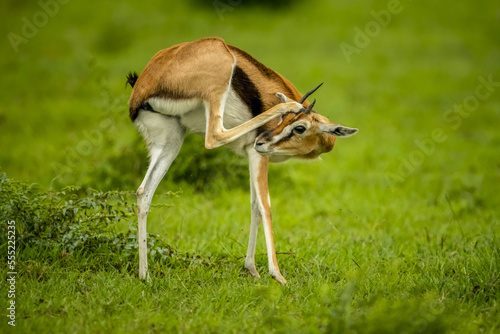 Young male Thomson's gazelle (Eudorcas thomsonii) standing on the grass scratching his head with hind leg; Kenya photo