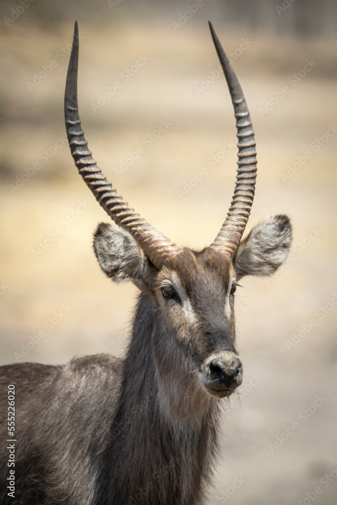 Close-up portrait of a male common waterbuck (Kobus ellipsiprymnus) eyeing the camera at the Gabus Game Ranch; Otavi, Otjozondjupa, Namibia Close-up portrait of a male common waterbuck (Kobus ellipsiprymnus) eyeing the camera at the Gabus Game Ranch; Otavi, Otjozondjupa, Namibia