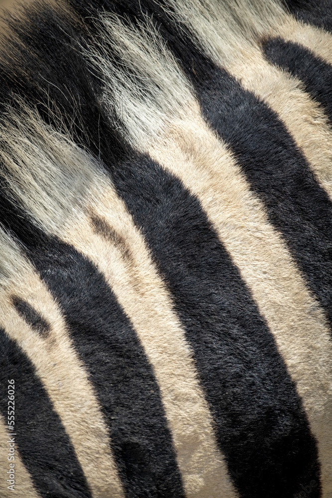 Extreme close-up of the striped fur and mane of a plains zebra (Equus quagga - formerly Equus burchellii) in the Etosha National Park; Otavi, Oshikoto, Namibia Extreme close-up of the striped fur and mane of a plains zebra (Equus quagga - formerly Equus burchellii) in the Etosha National Park; Otavi, Oshikoto, Namibia