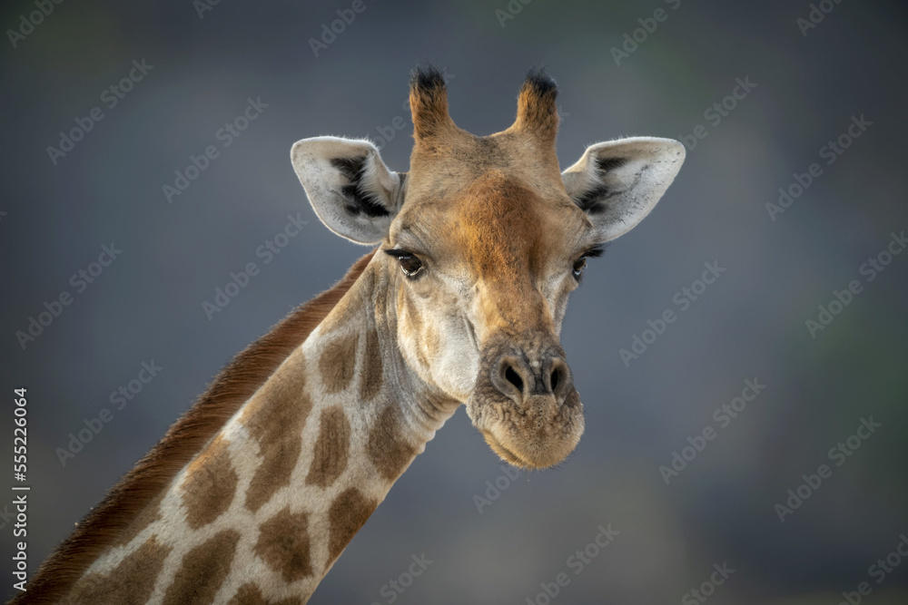 Close-up portrait of a southern giraffe (Giraffa camelopardalis angolensis) against a blue sky and staring at the camera at the Gabus Game Ranch; Otavi, Otjozondjupa, Namibia Close-up portrait of a southern giraffe (Giraffa camelopardalis angolensis) against a blue sky and staring at the camera at the Gabus Game Ranch; Otavi, Otjozondjupa, Namibia