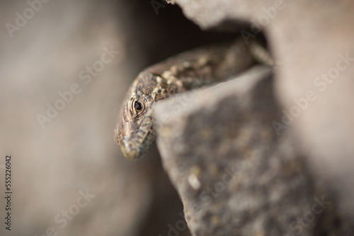 lizard on a stone in madeira island