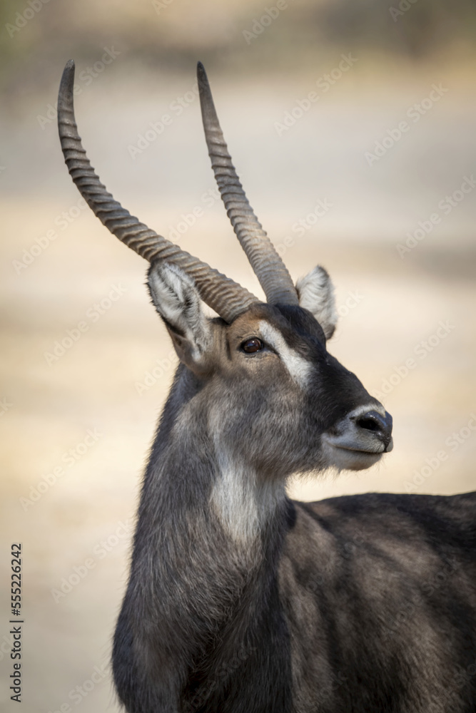 Close-up of male common waterbuck (Kobus ellipsiprymnus) raising head; Otavi, Otjozondjupa, Namibia Close-up of male common waterbuck (Kobus ellipsiprymnus) raising head; Otavi, Otjozondjupa, Namibia