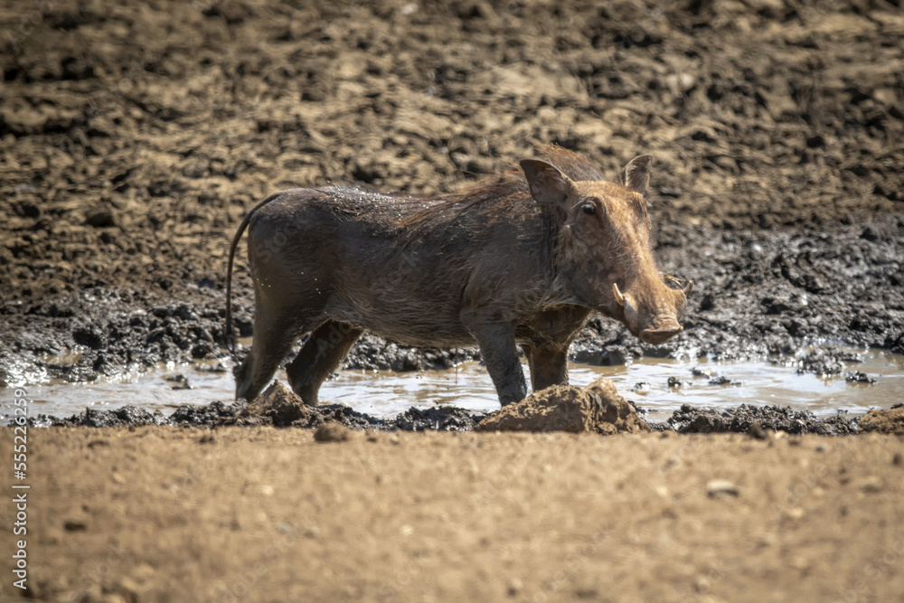 Common warthog (Phacochoerus africanus) stands in waterhole in sunshine; Otavi, Otjozondjupa, Namibia Common warthog (Phacochoerus africanus) stands in waterhole in sunshine; Otavi, Otjozondjupa, Namibia