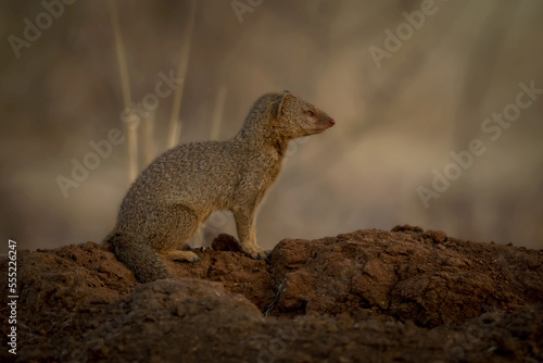 Black-tailed mongoose (Galerella sanguinea) sits by burrow in profile; Otavi, Otjozondjupa, Namibia photo
