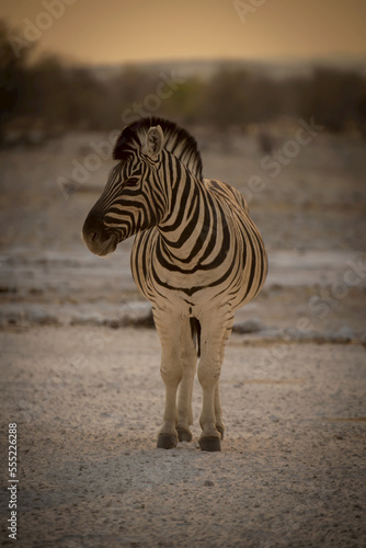 Plains zebra (Equus burchellii) stands on salt pan turning head, Etosha National Park; Otavi, Oshikoto, Namibia