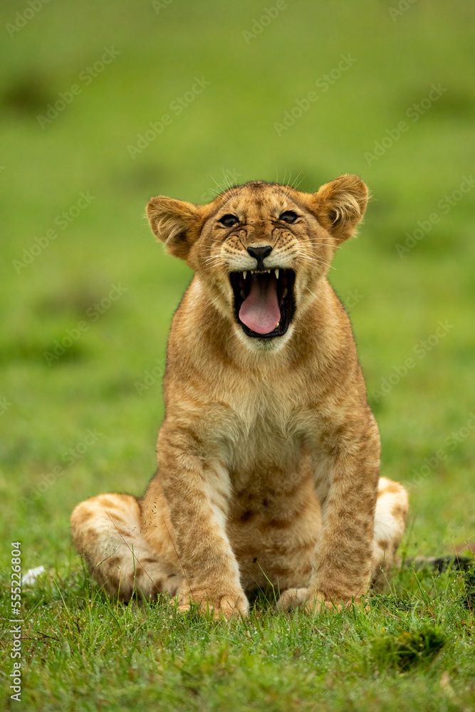 Lion cub sits yawning on short grass, Maasai Mara, Kenya Lion cub sits yawning on short grass, Maasai Mara, Kenya