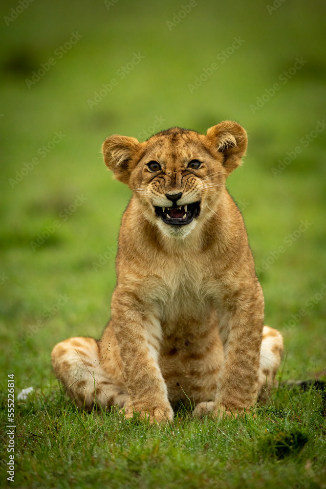 Lion cub (Panthera leo leo) sits looking towards camera growling, Maasai Mara National Reserve; Narok, Masai Mara, Kenya Lion cub (Panthera leo leo) sits looking towards camera growling, Maasai Mara National Reserve; Narok, Masai Mara, Kenya
