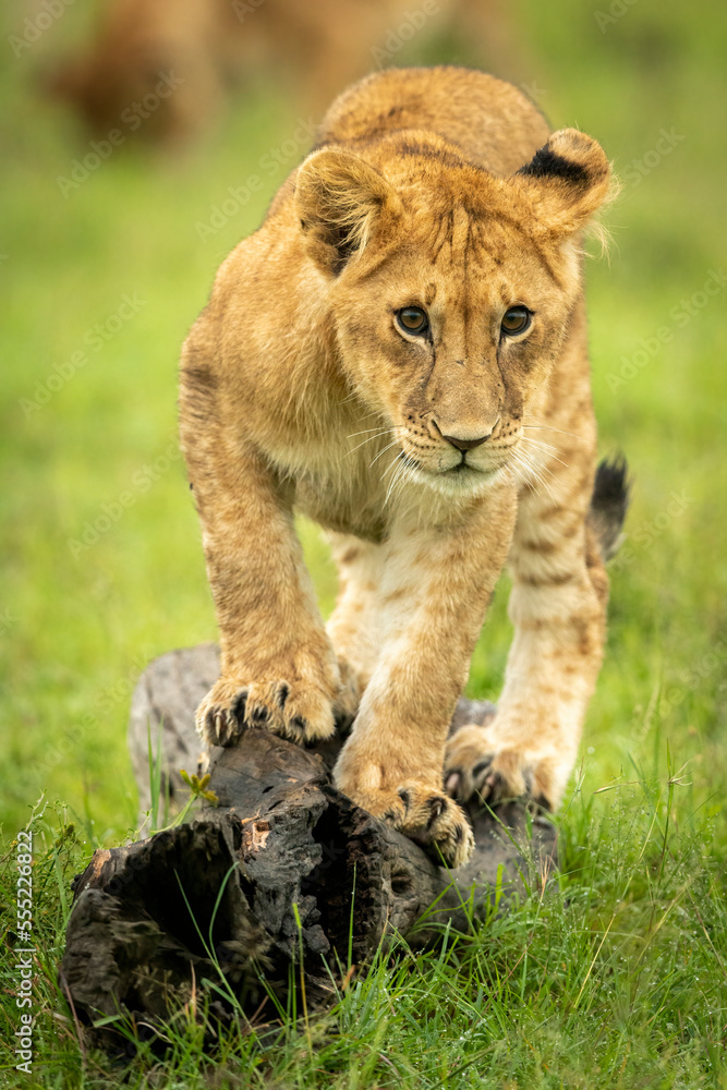 Lion cub stands on log staring ahead, Maasai Mara, Kenya Lion cub stands on log staring ahead, Maasai Mara, Kenya
