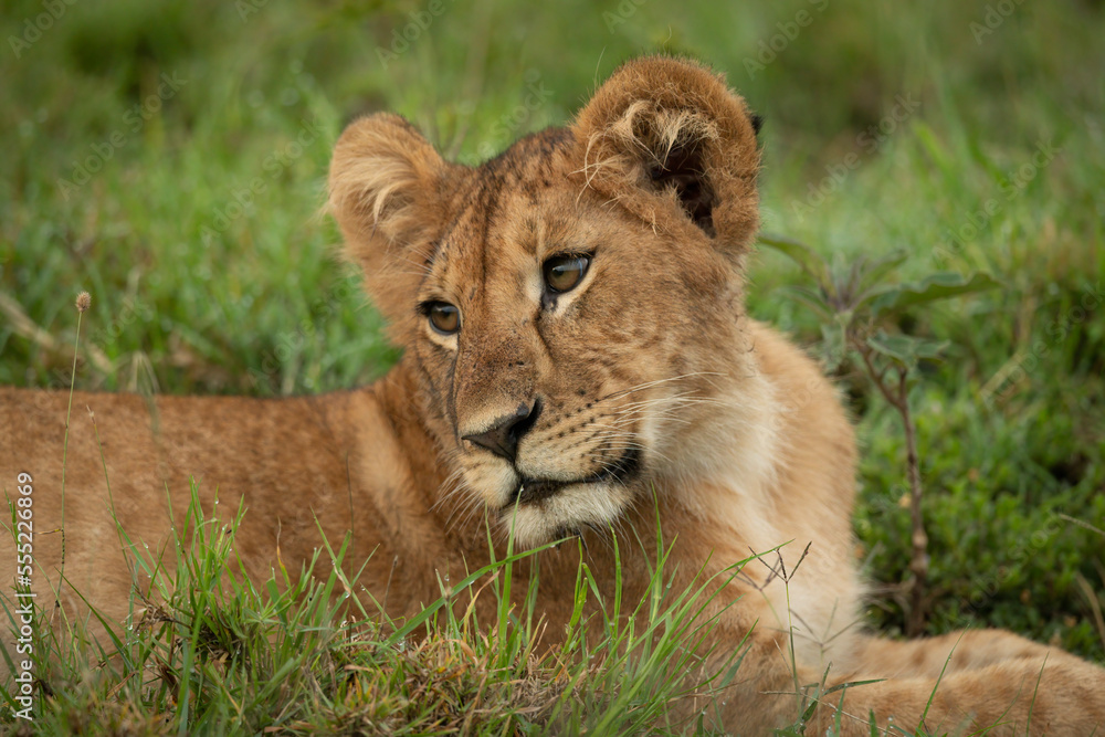 Close-up of lion cub (Panthera leo leo) lying down and looking back over shoulder, Maasai Mara National Reserve; Narok, Masai Mara, Kenya Close-up of lion cub (Panthera leo leo) lying down and looking back over shoulder, Maasai Mara National Reserve; Narok, Masai Mara, Kenya