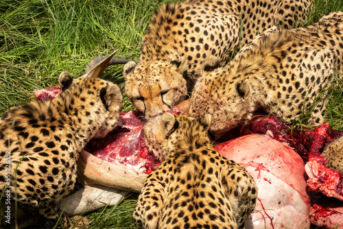Four cheetahs (Acinonyx jubatus) eating kill, Kicheche Bush Camp in Maasai Mara National Reserve; Narok, Masai Mara, Kenya photo