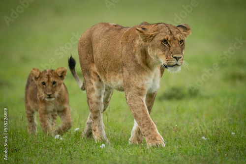 Lion cub (Panthera leo leo) follows lioness across short grass, Maasai Mara National Reserve; Narok, Masai Mara, Kenya