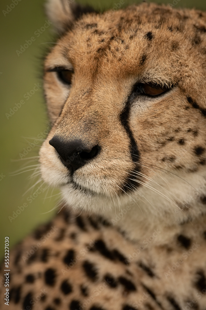 Close-up of cheetah (Acinonyx jubatus) sitting with grassy background, Maasai Mara National Reserve; Narok, Masai Mara, Kenya Close-up of cheetah (Acinonyx jubatus) sitting with grassy background, Maasai Mara National Reserve; Narok, Masai Mara, Kenya