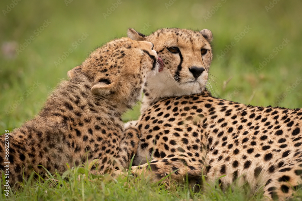 Close-up of cheetah cub (Acinonyx jubatus) licking mother lying down, Maasai Mara National Reserve; Narok, Masai Mara, Kenya Close-up of cheetah cub (Acinonyx jubatus) licking mother lying down, Maasai Mara National Reserve; Narok, Masai Mara, Kenya