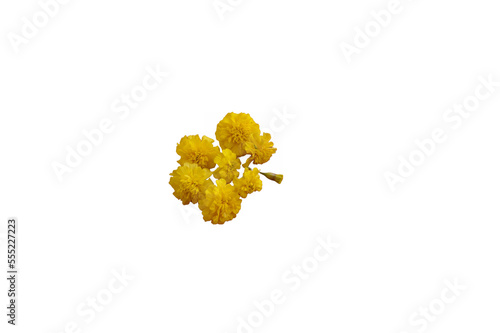 Cluster of Marigolds